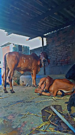 ગીર હોડકી