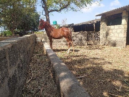 what's a Re Vaswani 6 Mahina