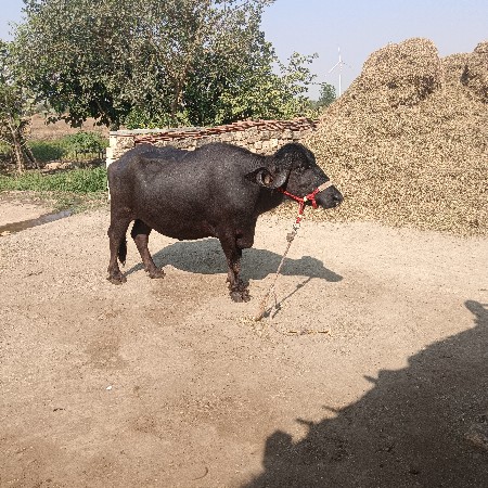 थंबनेल 3