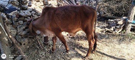 थंबनेल 3