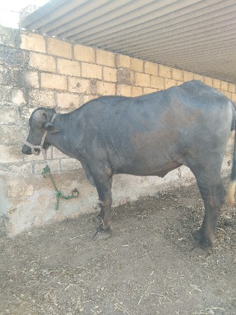 ખળેલી વેચવાની છે