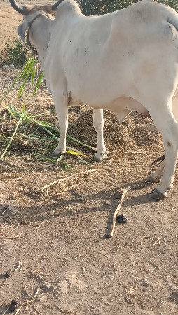 थंबनेल 2