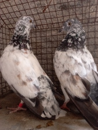 થંબનેલ 2