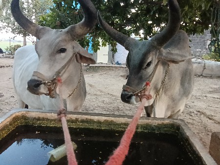 थंबनेल 2