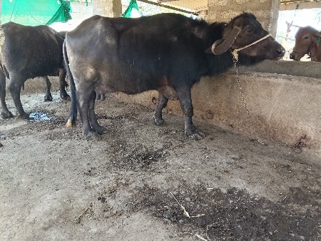 થંબનેલ 2