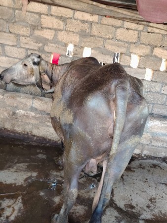 ભેંસ વેચવાની છે