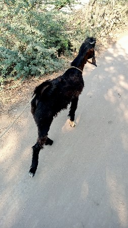 थंबनेल 2