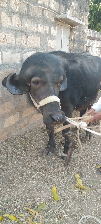 જાફરી ખરેલી ઓરીજનલ