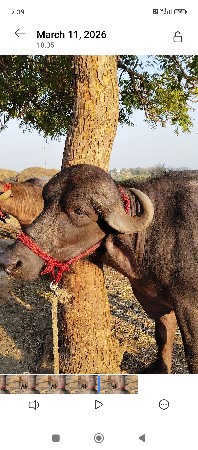 થંબનેલ 2