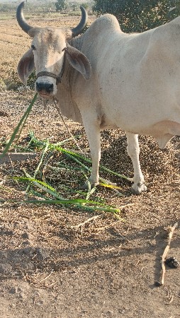 थंबनेल 6