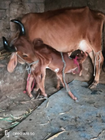 ગાય વેચવાની છે