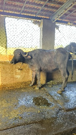 ખડેલિ વેસવાની છે