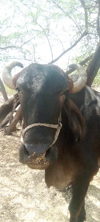 ગોઢલો વેચવાનો છે.