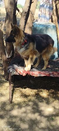 jarmen kutro veshvanise