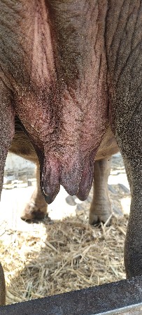 ભેંસ વેચવાની છે