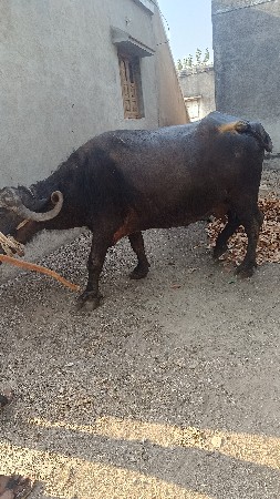 ભેંસ વેચવાની છે ચોથું વેતર