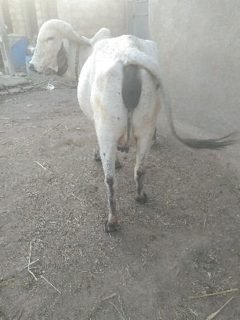 ગાય વેચવા ની છે