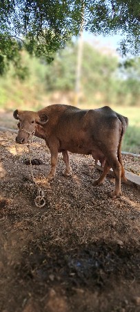 ભેંસ વેચવાની છે