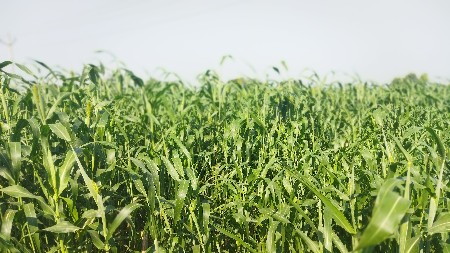 લીલી જુવાર (ગુંધરી) વેચવાની છે 🌾