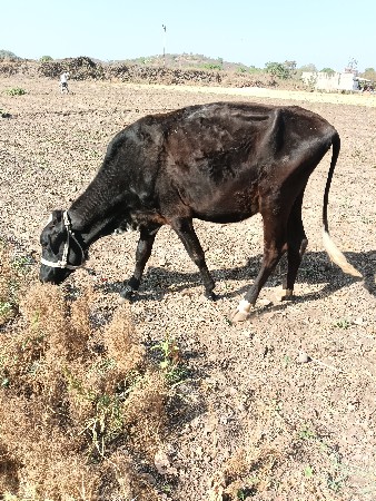 વાસડી દેવાની છે