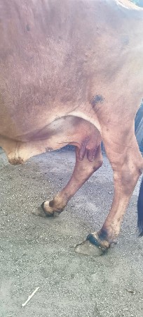 ગાય વેચવાની છે  ગીર ગાય છે