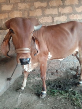 थंबनेल 3