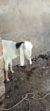 थंबनेल 3