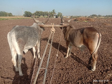 ગોડલા વેચવાના છે