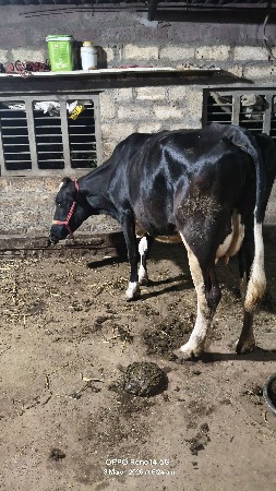 2 ગાય વેચવાની છે