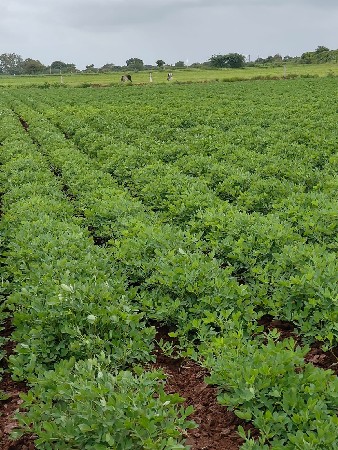 તાલુકો જામજોધપુર ગામ વેરાવળ