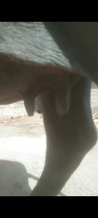 ભેંસ વેચવાની છે