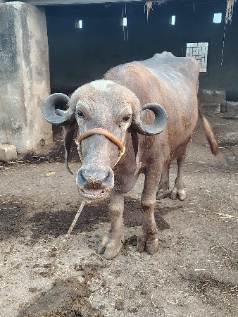 थंबनेल 3