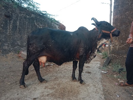 થંબનેલ 3