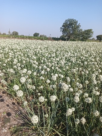 ડુંગળી નું બીયારણ