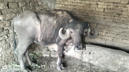 ખડેઈ વેચવાની છે