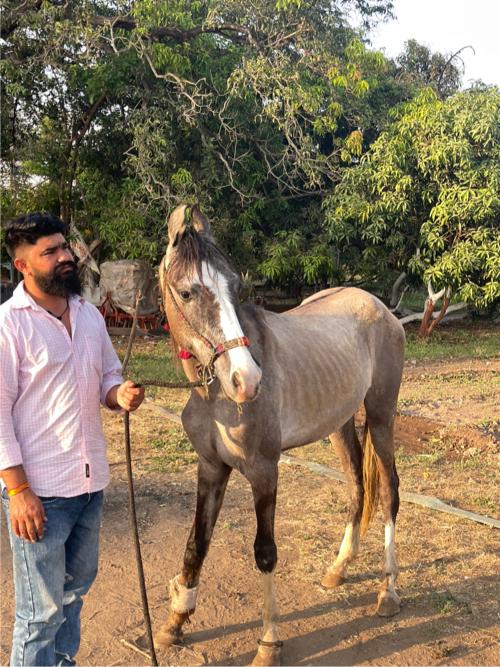 વસેરી છે 18 મયનાની વેસવાની છે એક બગમા મસો છે