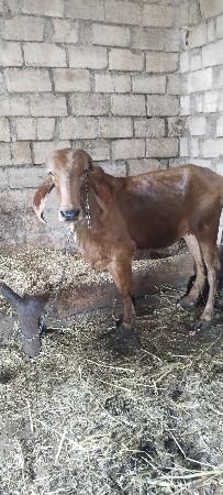 વાસળી વેચવાની છે