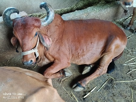 थंबनेल 2