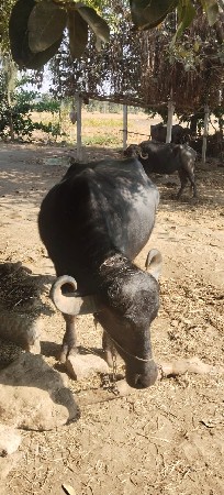 थंबनेल 3