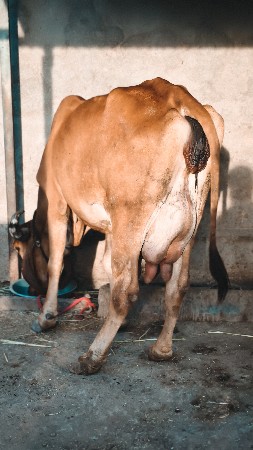 થંબનેલ 2