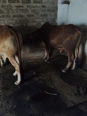 થંબનેલ 3