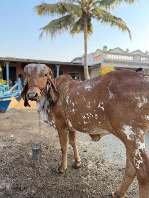 આ વાછળી વેચાવ છે