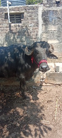 थंबनेल 2