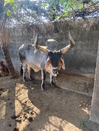 બળદ વેચવાનો છે. 4થી ધર છે.