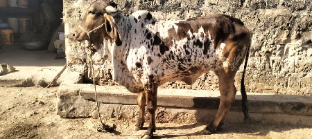 ગીર ગાય ની વાછડી વેસવાની છે