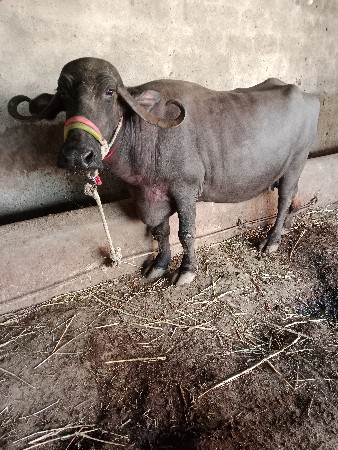 थंबनेल 3