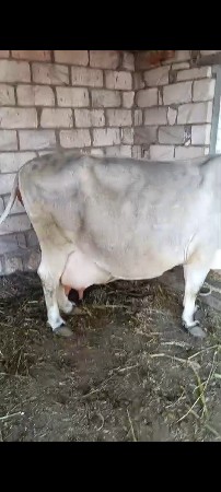 ગાય વેચવાની છે