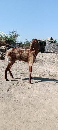 પોરબંદર જિલ્લો કુતિયાણા ગામ