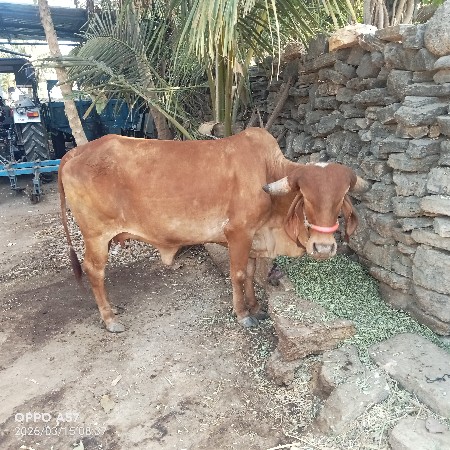 સોંનકપિલા 8મહિના ગાભણી હોડકી