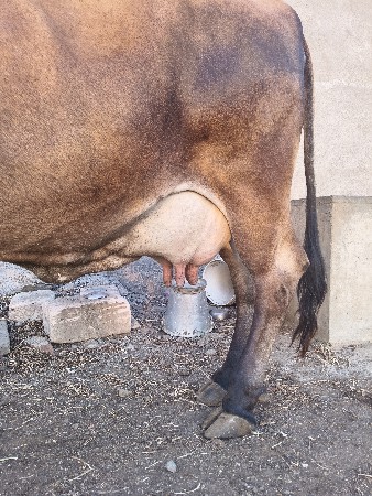 તીજૂ વેતર